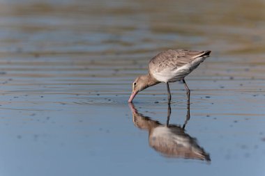 Kuzey Brittany 'de bir bataklıkta kara kuyruklu Godwit Limosa limozası