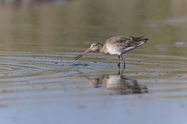 Kuzey Brittany 'de bir bataklıkta kara kuyruklu Godwit Limosa limozası