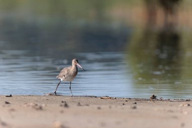Kuzey Brittany 'de bir bataklıkta kara kuyruklu Godwit Limosa limozası