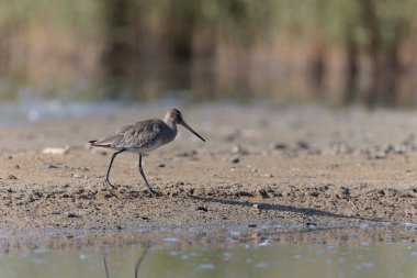 Kuzey Brittany 'de bir bataklıkta kara kuyruklu Godwit Limosa limozası