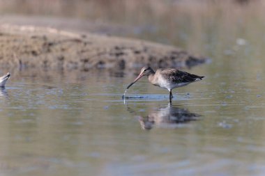 Kuzey Brittany 'de bir bataklıkta kara kuyruklu Godwit Limosa limozası