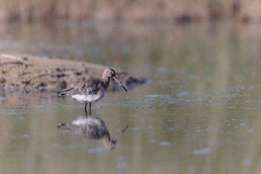 Kuzey Brittany 'de bir bataklıkta kara kuyruklu Godwit Limosa limozası