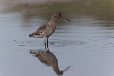 Kuzey Brittany 'de bir bataklıkta kara kuyruklu Godwit Limosa limozası