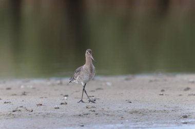 Kuzey Brittany 'de bir bataklıkta kara kuyruklu Godwit Limosa limozası