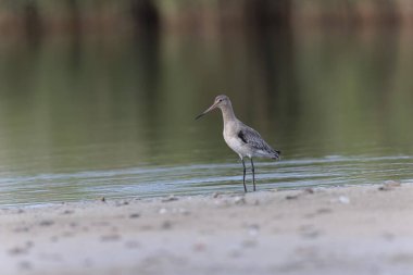 Kuzey Brittany 'de bir bataklıkta kara kuyruklu Godwit Limosa limozası