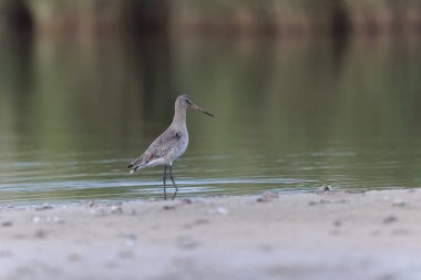 Kuzey Brittany 'de bir bataklıkta kara kuyruklu Godwit Limosa limozası
