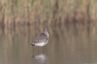 Kuzey Brittany 'de bir bataklıkta kara kuyruklu Godwit Limosa limozası