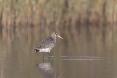 Kuzey Brittany 'de bir bataklıkta kara kuyruklu Godwit Limosa limozası