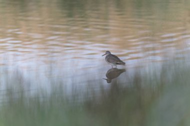 Kuzey Brittany 'de bir bataklıkta kara kuyruklu Godwit Limosa limozası