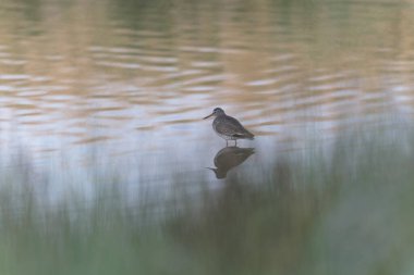 Kuzey Brittany 'de bir bataklıkta kara kuyruklu Godwit Limosa limozası