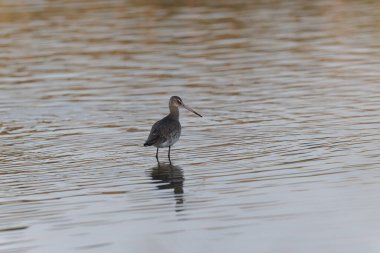 Kuzey Brittany 'de bir bataklıkta kara kuyruklu Godwit Limosa limozası