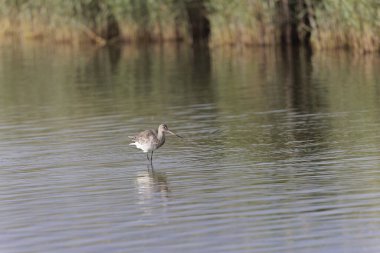 Kuzey Brittany 'de bir bataklıkta kara kuyruklu Godwit Limosa limozası