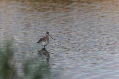 Kuzey Brittany 'de bir bataklıkta kara kuyruklu Godwit Limosa limozası