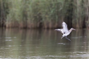 Kuzey Brittany 'de bir bataklıkta kara kuyruklu Godwit Limosa limozası