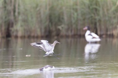 Kuzey Brittany 'de bir bataklıkta kara kuyruklu Godwit Limosa limozası