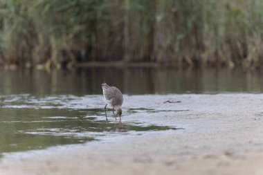 Kuzey Brittany 'de bir bataklıkta kara kuyruklu Godwit Limosa limozası