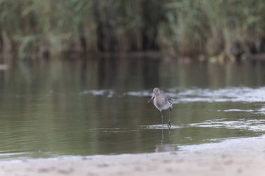 Kuzey Brittany 'de bir bataklıkta kara kuyruklu Godwit Limosa limozası