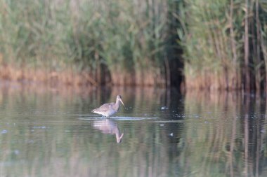 Kuzey Brittany 'de bir bataklıkta kara kuyruklu Godwit Limosa limozası