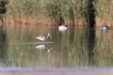 Kuzey Brittany 'de bir bataklıkta kara kuyruklu Godwit Limosa limozası