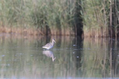 Kuzey Brittany 'de bir bataklıkta kara kuyruklu Godwit Limosa limozası