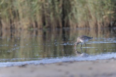 Kuzey Brittany 'de bir bataklıkta kara kuyruklu Godwit Limosa limozası