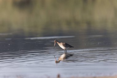 Kuzey Brittany 'de bir bataklıkta kara kuyruklu Godwit Limosa limozası