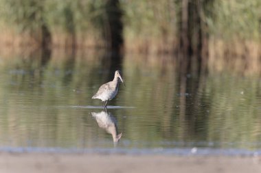 Kuzey Brittany 'de bir bataklıkta kara kuyruklu Godwit Limosa limozası