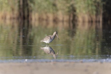 Kuzey Brittany 'de bir bataklıkta kara kuyruklu Godwit Limosa limozası