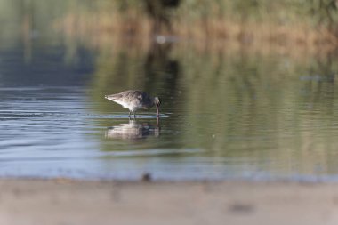 Kuzey Brittany 'de bir bataklıkta kara kuyruklu Godwit Limosa limozası