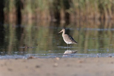 Kuzey Brittany 'de bir bataklıkta kara kuyruklu Godwit Limosa limozası