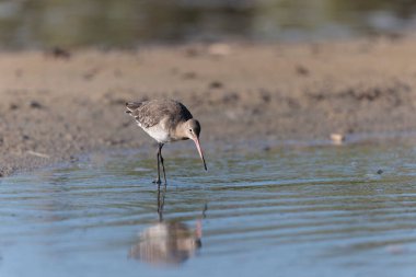 Kuzey Brittany 'de bir bataklıkta kara kuyruklu Godwit Limosa limozası