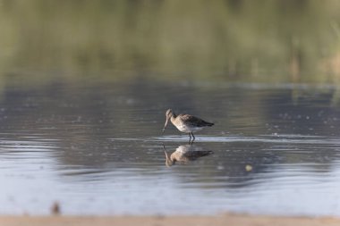 Kuzey Brittany 'de bir bataklıkta kara kuyruklu Godwit Limosa limozası