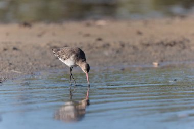 Kuzey Brittany 'de bir bataklıkta kara kuyruklu Godwit Limosa limozası