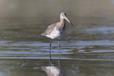 Kuzey Brittany 'de bir bataklıkta kara kuyruklu Godwit Limosa limozası