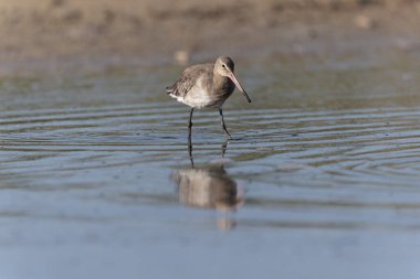Kuzey Brittany 'de bir bataklıkta kara kuyruklu Godwit Limosa limozası