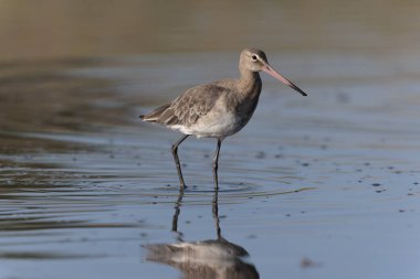 Kuzey Brittany 'de bir bataklıkta kara kuyruklu Godwit Limosa limozası
