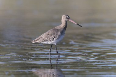 Kuzey Brittany 'de bir bataklıkta kara kuyruklu Godwit Limosa limozası