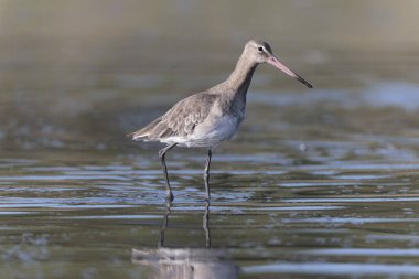 Kuzey Brittany 'de bir bataklıkta kara kuyruklu Godwit Limosa limozası