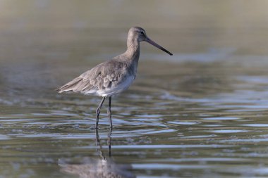 Kuzey Brittany 'de bir bataklıkta kara kuyruklu Godwit Limosa limozası