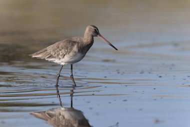 Kuzey Brittany 'de bir bataklıkta kara kuyruklu Godwit Limosa limozası