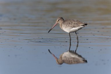 Kuzey Brittany 'de bir bataklıkta kara kuyruklu Godwit Limosa limozası