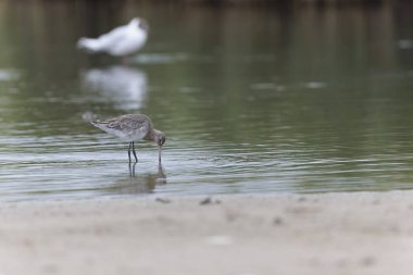 Dunlin Calidris Alpina Fransa 'nın Brittany şehrinde kumlu bir sahilde yürüyor.