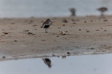 Dunlin Calidris Alpina Fransa 'nın Brittany şehrinde kumlu bir sahilde yürüyor.