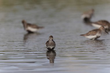 Dunlin Calidris Alpina Fransa 'nın Brittany şehrinde kumlu bir sahilde yürüyor.