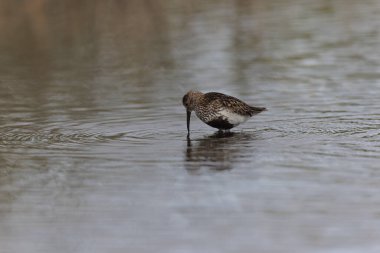 Dunlin Calidris Alpina Fransa 'nın Brittany şehrinde kumlu bir sahilde yürüyor.