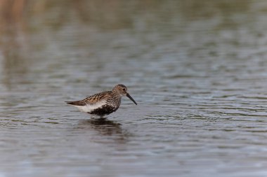 Dunlin Calidris Alpina Fransa 'nın Brittany şehrinde kumlu bir sahilde yürüyor.