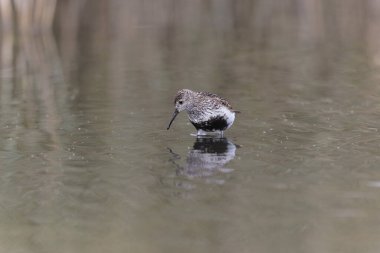 Dunlin Calidris Alpina Fransa 'nın Brittany şehrinde kumlu bir sahilde yürüyor.