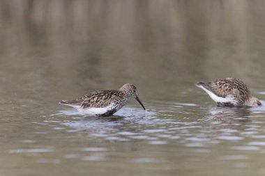Dunlin Calidris Alpina Fransa 'nın Brittany şehrinde kumlu bir sahilde yürüyor.