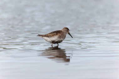 Dunlin Calidris Alpina Fransa 'nın Brittany şehrinde kumlu bir sahilde yürüyor.
