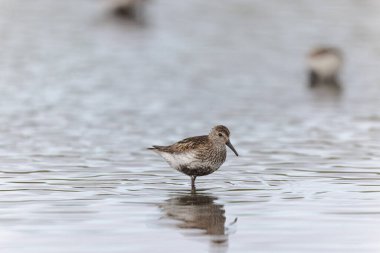 Dunlin Calidris Alpina Fransa 'nın Brittany şehrinde kumlu bir sahilde yürüyor.